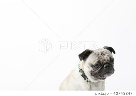 パグ 40745847