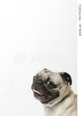 パグ パグ 40745851