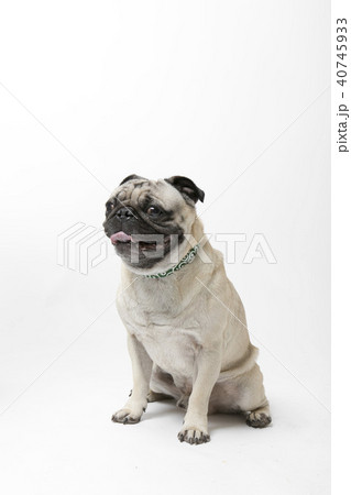 パグ パグ 40745933