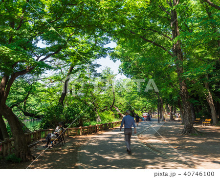 東京 井の頭公園 東京 井の頭公園 40746100