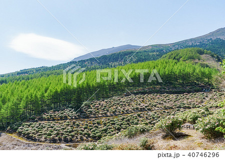 シャクナゲ咲く浅間高原 シャクナゲ咲く浅間高原 40746296