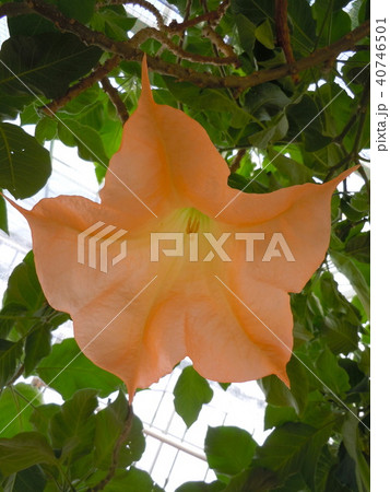 キダチチョウセンアサガオ エンジェルストランペット キダチチョウセンアサガオ エンジェルストランペット 40746501
