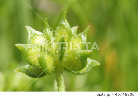 キツネノボタンの種 40746506