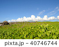 緑と青空 40746744