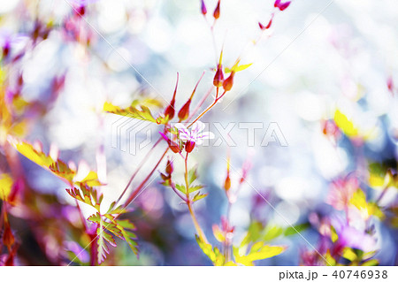 ヒメフウロとカラフルバック⑤ 40746938