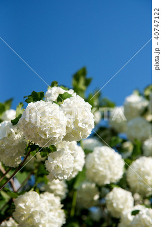 真真白なスノーボールの花と青空のコピースペース白なスノーボールの花と青空のコピースペース 40747122
