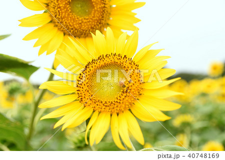 ひまわり 40748169