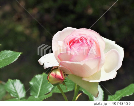 ピンク色と白色のぼかしのバラと蕾と緑の葉の写真素材