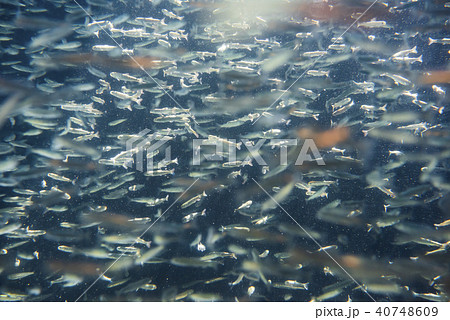 さけの稚魚（群泳） 40748609