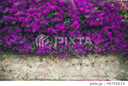 Wall covered with purple Bougainvillea 40748614