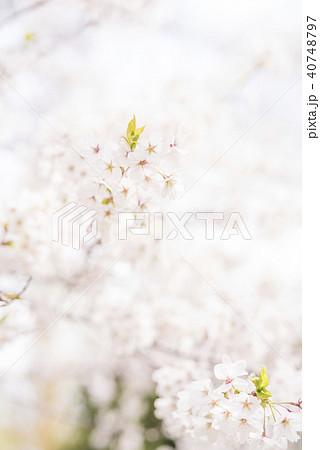 ソメイヨシノ(ハイキー&アップ) ソメイヨシノ(ハイキー&アップ) 40748797