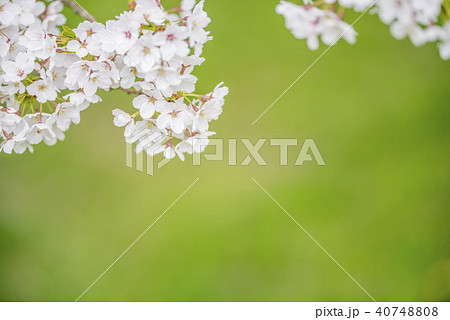 桜(グリーンバック) 桜(グリーンバック) 40748808