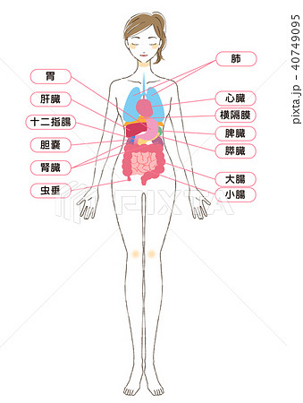 身体の内蔵イラストパーツのイラスト素材 40749095 Pixta