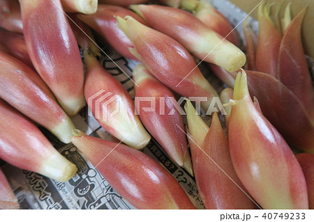 みょうが みょうが 40749233