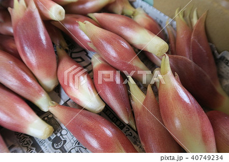 みょうが 40749234