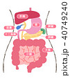 内蔵消化器イラスト説明図 40749240