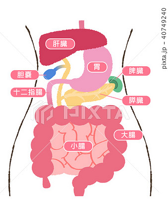 Internal Digestive System Illustration Stock Illustration