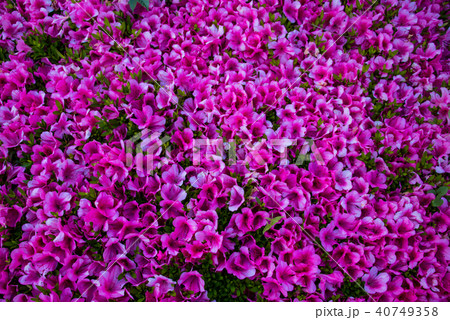 ピンクに輝くつつじの花 ピンクに輝くつつじの花 40749358