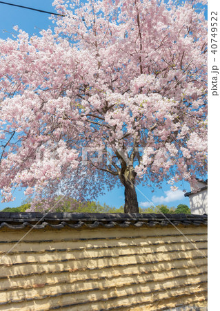 [奈良県]　奈良公園　東大寺　左大仏殿道　桜 40749522