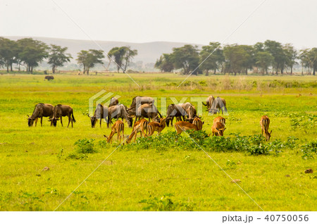 Wildebeest and Impala herds graze side Wildebeest and Impala herds graze side 40750056