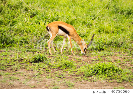 Thomson gazelle grazing in the savannah Thomson gazelle grazing in the savannah 40750060
