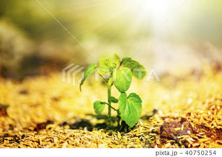 新芽などの苗が成長するところ　人生などのイメージ③ 40750254