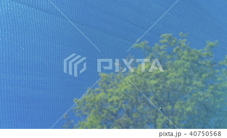 The tree behind the building mesh 40750568