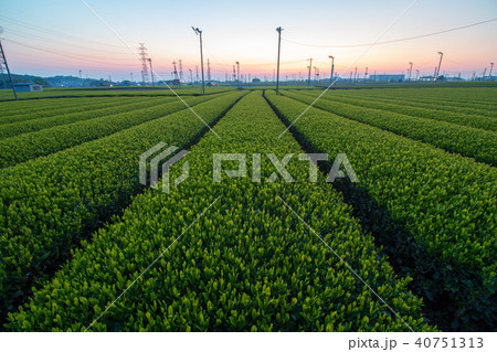 茶畑のある風景 茶畑のある風景 40751313