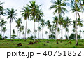 セブ島　離島　ココナッツ　ヤシの木 40751852