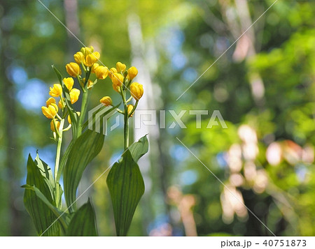 絶滅危惧種のキンラン 40751873