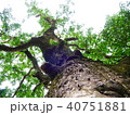 下からの木（成長） 40751881