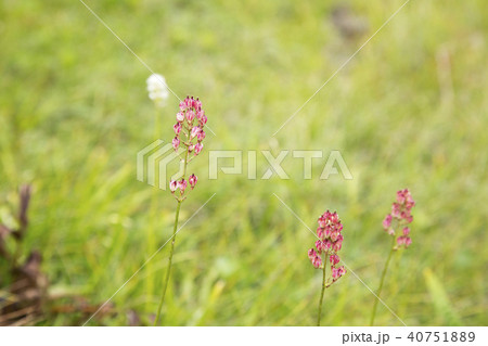栂池高原の高山植物 40751889