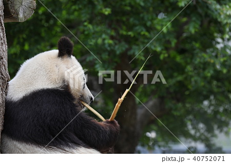 パンダ Panda ぱんだ 動物 かわいいの写真素材