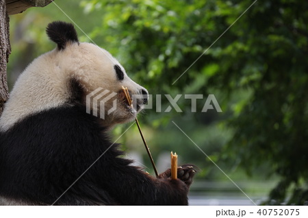 パンダ Panda ぱんだ 動物 かわいいの写真素材