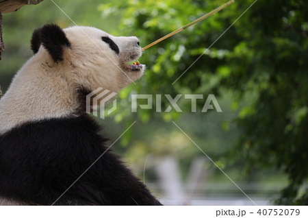 パンダ Panda ぱんだ 動物 かわいいの写真素材