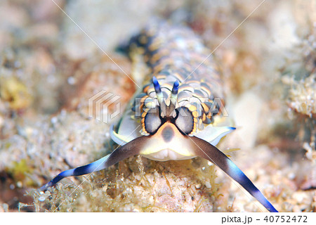 ウミウシ ウミウシ 40752472