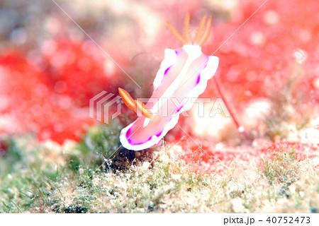 ウミウシ ウミウシ 40752473