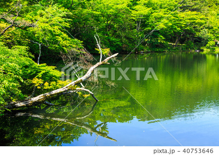 新緑の白雲の池　【長崎県雲仙市】 40753646