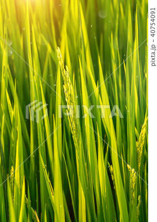 Flower of rice and green leaf. Flower of rice and green leaf. 40754091