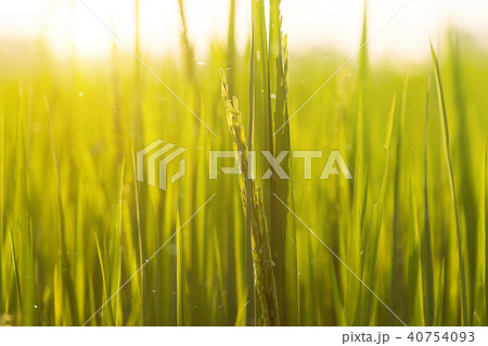 Flower of rice and green leaf. Flower of rice and green leaf. 40754093