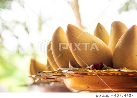 南国フルーツ 熱帯果樹 熱帯果実 40754407