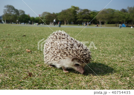 ハリネズミ ハリネズミ 40754435