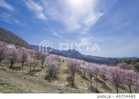 桜峠の桜群 桜峠の桜群 40754480