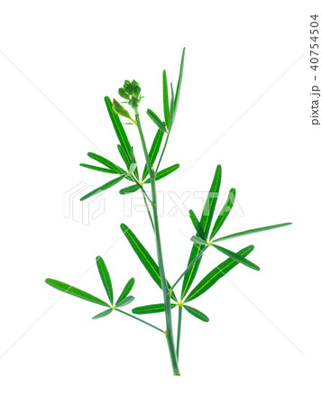 Close up of Crotalaria spectabilis plant. 40754504