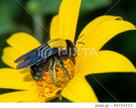 Yellow Mexican sunflower Yellow Mexican sunflower 40754553