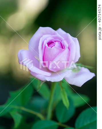 Pink rose petals for rose tea 40754574