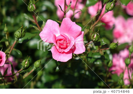 玉村町北部公園のバラ 玉村町北部公園のバラ 40754846