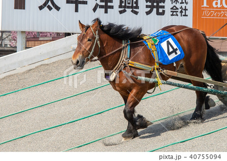 ばんえい競馬 40755094