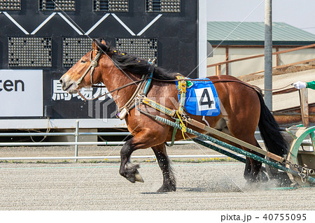 ばんえい競馬 40755095
