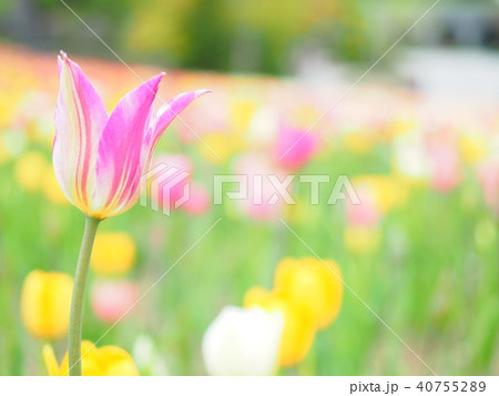 美しいチューリップ 美しいチューリップ 40755289